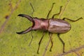 Stag Beetle Royalty Free Stock Photo