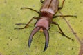 Stag Beetle