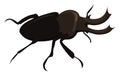 Stag beetle, illustration, vector on white background Royalty Free Stock Photo