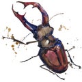 Stag beetle insect T-shirt graphics. stag beetle illustration with splash watercolor textured background. unusual illustration wa