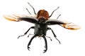 Stag beetle Royalty Free Stock Photo