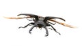 Stag beetle Royalty Free Stock Photo