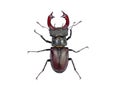 Stag beetle isolated on white.close-up view from the top Royalty Free Stock Photo