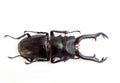 Stag beetle isolated on white. Prosopocoilus giraffa macro close up, lucanidae, coleoptera