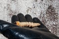 Stag beetle larva at pupal stage on a hand