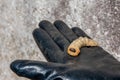 Stag beetle larva at pupal stage on a hand