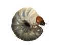 Stag beetle larvae Royalty Free Stock Photo