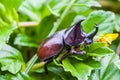 Stag beetle