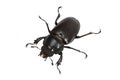 Stag beetle (Lucanidae Latreille) female Royalty Free Stock Photo