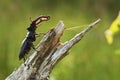 Stag beetle (Lucanus cervus).