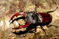 Stag beetle (Lucanus cervus) Royalty Free Stock Photo