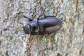 Stag beetle (Lucanus cervus) is a beetle native to Europe. Female on the trunk of an oak tree Royalty Free Stock Photo