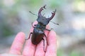 Stag beetle (Lucanus cervus) is a beetle native to Europe. Male on on the hand Royalty Free Stock Photo