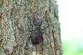 Stag beetle (Lucanus cervus) is a beetle native to Europe. Male on the trunk of an oak tree Royalty Free Stock Photo