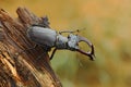 Stag beetle, Lucanus cervus, big insect in the nature habitat, old tree trunk, clear orange background, Czech Republic Royalty Free Stock Photo