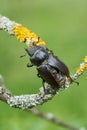 The stag beetle Lucanus cervus in Czech Republic Royalty Free Stock Photo