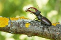 The stag beetle Lucanus cervus in Czech Republic Royalty Free Stock Photo