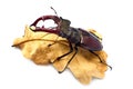 Stag beetle Lucanus Cervus on a dried oak leaf. It is the largest beetle living in Europe. Ecological concept. Isolate on white ba Royalty Free Stock Photo