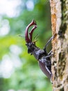 Stag beetle (Lucanus cervus)