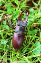 Stag Beetle Lucanus cervus on the grass Royalty Free Stock Photo