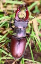 Stag Beetle Lucanus cervus on the grass Royalty Free Stock Photo