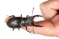 Stag beetle, Lucanus cervus, on a human finger isolated on white. Closeup, Top view Royalty Free Stock Photo