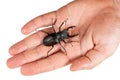 Stag beetle, Lucanus cervus, on a human hand isolated on white. Closeup, Top view Royalty Free Stock Photo