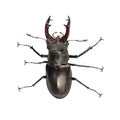 Stag beetle, Lucanus cervus, isolated on white. Closeup, Top view Royalty Free Stock Photo