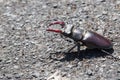 Stag beetle Lucanus cervus macro side portrait