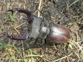 Stag beetle (Lucanus cervus), male Royalty Free Stock Photo