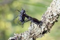 Stag beetle Lucanus cervus, male carrying female. Typical courtship behavior of large beetles of the genus Lucanus. Big beetles Royalty Free Stock Photo