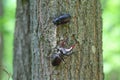 Stag beetle (Lucanus cervus) is a beetle native to Europe. Male and female on the trunk of an oak tree Royalty Free Stock Photo