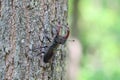 Stag beetle (Lucanus cervus) is a beetle native to Europe. Male on the trunk of an oak tree Royalty Free Stock Photo