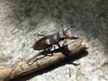 Stag beetle (Lucanus cervus)