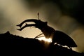 Stag Beetle Lucanus cervus silhouette. Big beetle captured against the sun