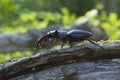 Stag beetle (Lucanus cervus) sitting on tree.