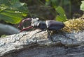 Stag beetle (Lucanus cervus) sitting on tree.