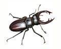 Stag beetle, Lucanus cervus Royalty Free Stock Photo