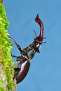 Stag Beetle Lucanus cervus