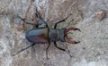 Stag beetle - Lucanus cervus