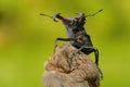 Stag Beetle (Lucanus cervus) Royalty Free Stock Photo