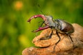 Stag Beetle (Lucanus cervus) on the tree Royalty Free Stock Photo
