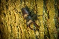 Stag Beetle Lucanus cervus on the tree branch. Royalty Free Stock Photo