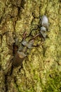 Stag Beetle Lucanus cervus on the tree branch. Royalty Free Stock Photo