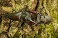 Stag Beetle Lucanus cervus on the tree branch. Royalty Free Stock Photo