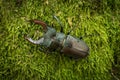 Stag Beetle Lucanus cervus on the tree branch. Royalty Free Stock Photo