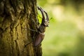 Stag Beetle Lucanus cervus on the tree branch. Royalty Free Stock Photo