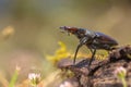 Stag Beetle (Lucanus cervus) Walking on a Log on the Forest Floor