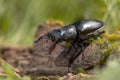 Stag Beetle (Lucanus cervus) Walking over a Log on the Forest Fl