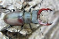 A stag beetle Lucanus cervus in the wild Royalty Free Stock Photo